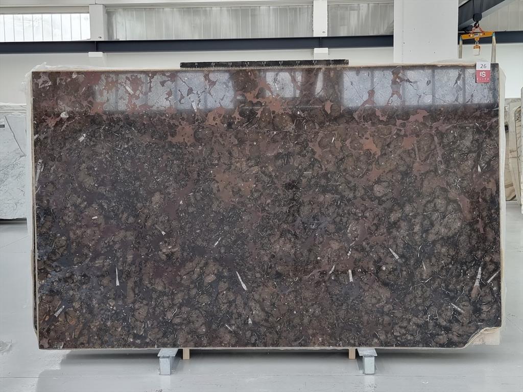 Fossil Brown
