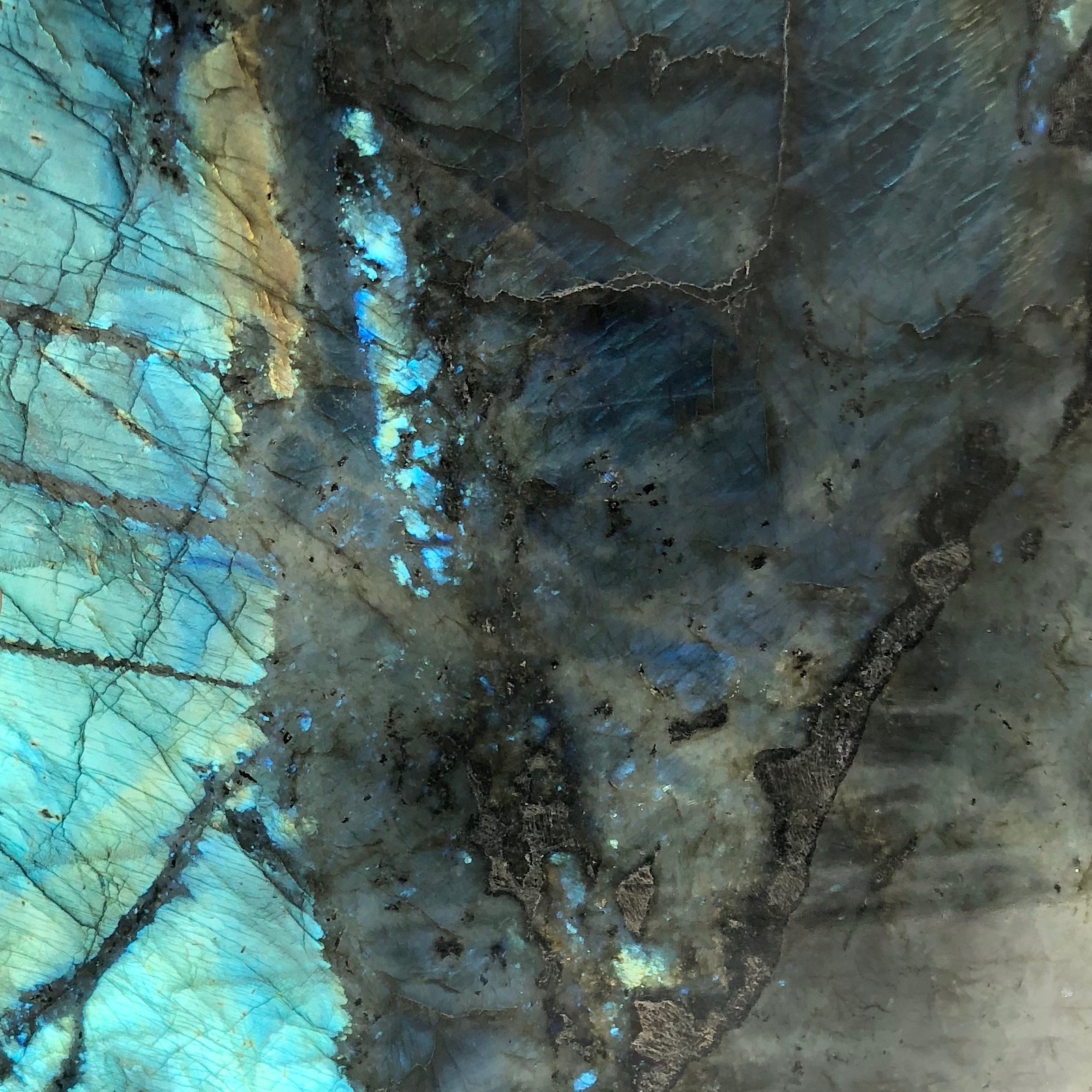 Lemurian Baobab