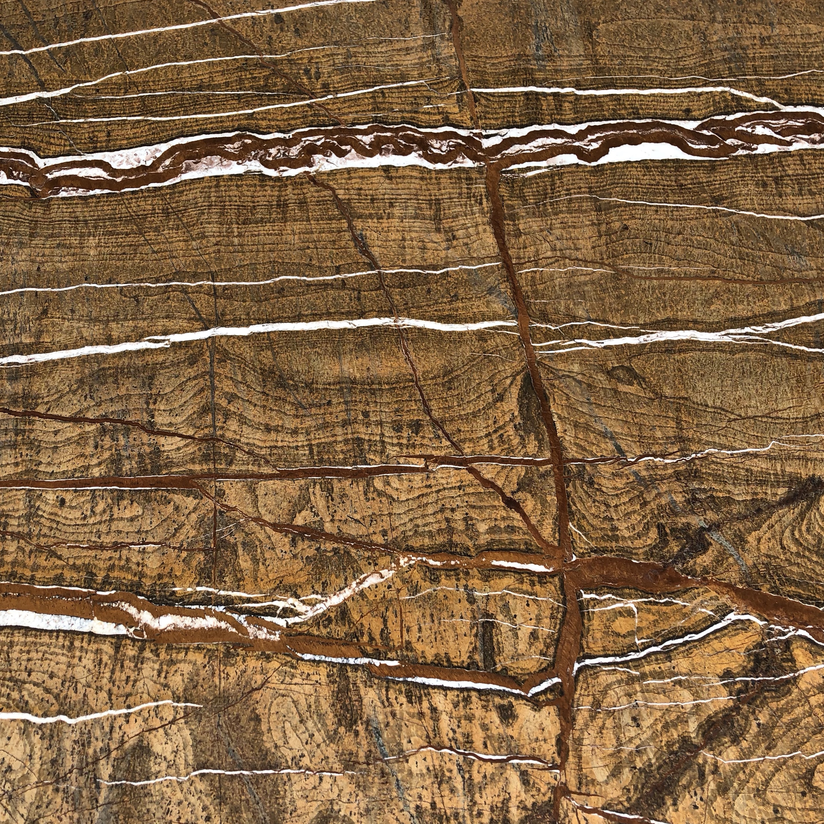 Rainforest Brown
